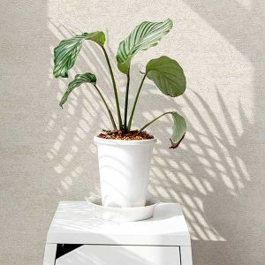 نيچر(1) 203003