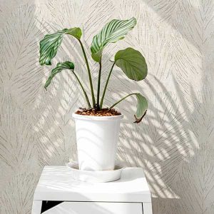 نيچر(1) 203004